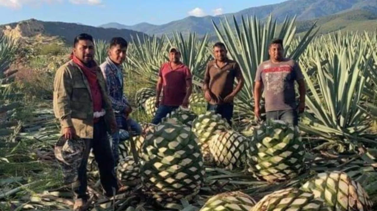 Equipo de Casa Cruga en un campo de agave